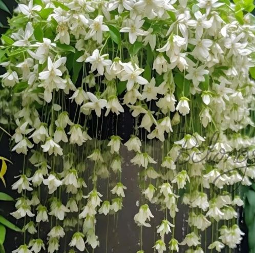 垂吊茉莉花 品種