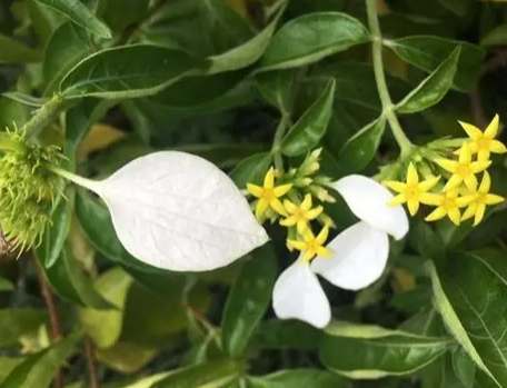 玉葉金花開花時間