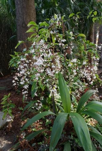 延長垂枝茉莉花期