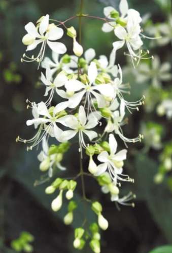 延長垂枝茉莉花期