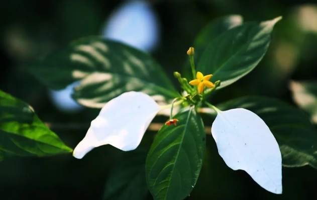 玉葉金花修剪方法 玉葉金花修剪方法