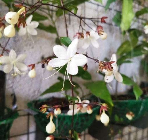 垂吊茉莉花 種植