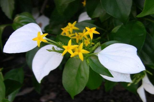 玉葉金花修剪方法 玉葉金花修剪方法