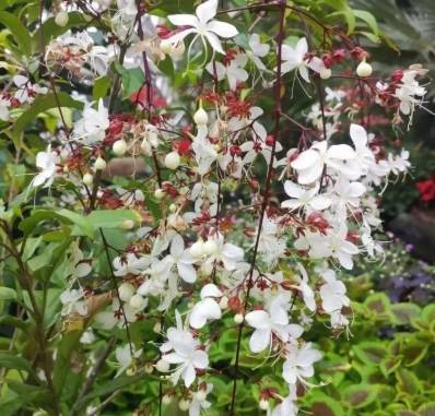 垂枝茉莉開花時間