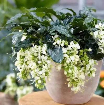 延長垂枝茉莉花期