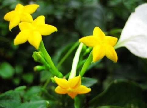 玉葉金花開花時間