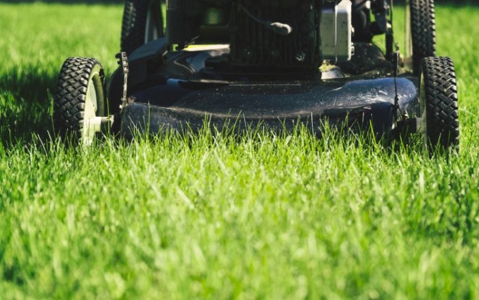 地毯草維護方法