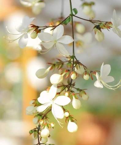 垂枝茉莉開花時間