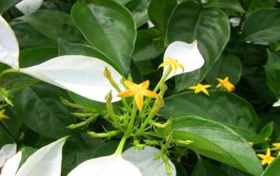 玉葉金花副作用