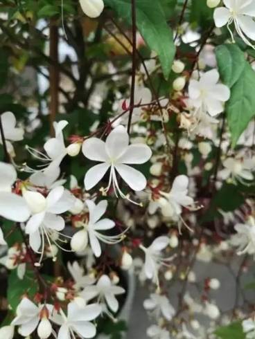 垂吊茉莉花 品種