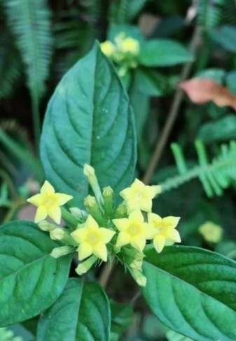 玉葉金花副作用