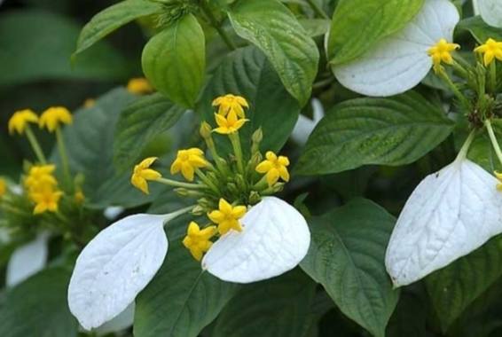 玉葉金花修剪時間 玉葉金花修剪時間