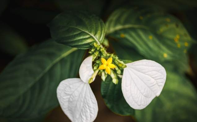 台灣玉葉金花栽培