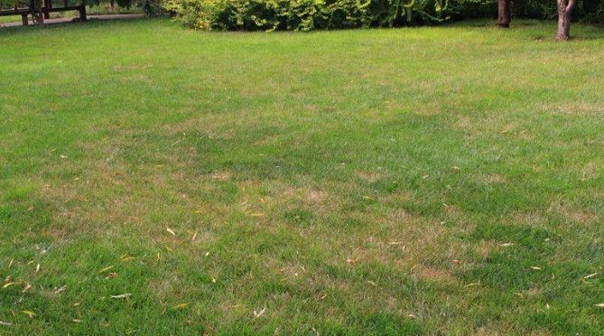 草皮枯黃原因