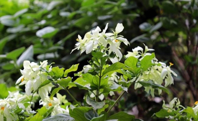 玉葉金花養護技巧 玉葉金花養護技巧