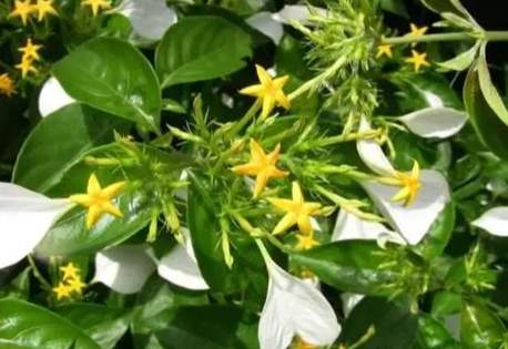 玉葉金花修剪方法 玉葉金花修剪方法