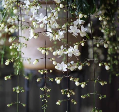 垂吊茉莉花 養護