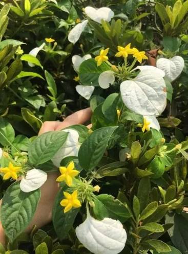 玉葉金花副作用