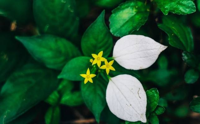 台灣玉葉金花栽培