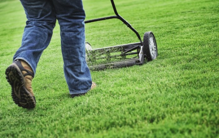 地毯草修剪技巧