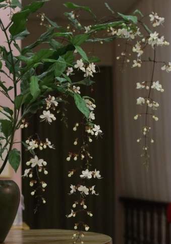 垂吊茉莉花 養護