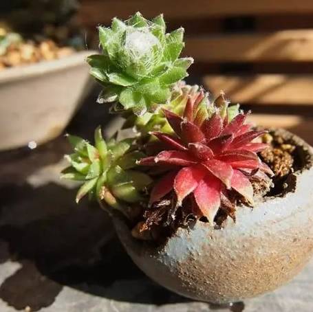 多肉太陽花照顧 多肉太陽花照顧