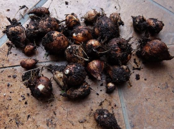 小蒼蘭栽培方法