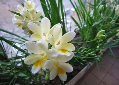 小蒼蘭養護技巧