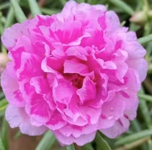 太陽花重瓣養護