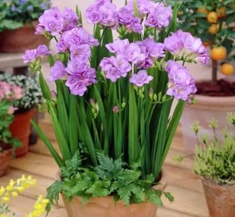 小蒼蘭種植方法