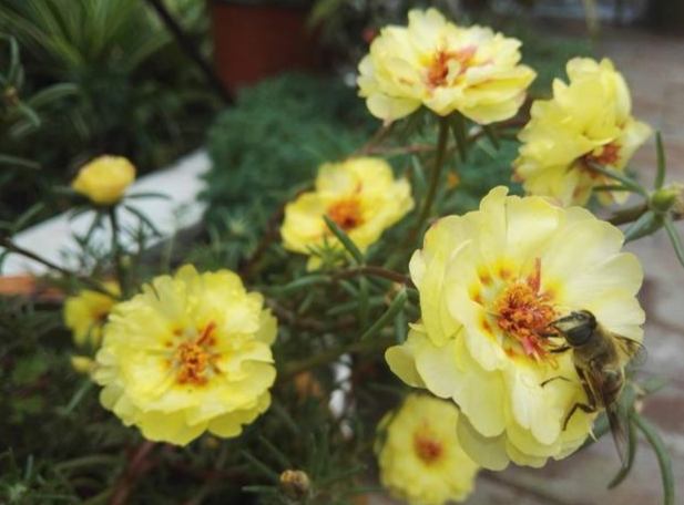 單瓣太陽花種植