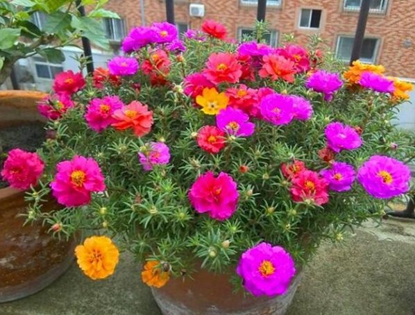 太陽花重瓣品種