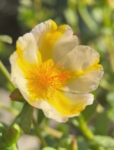 向日葵單瓣品種