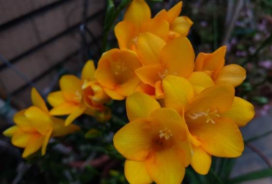 小蒼蘭種植方法