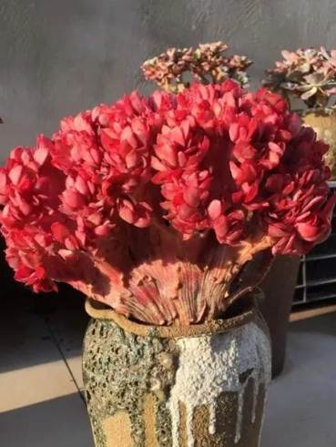 太陽花多肉植物 太陽花多肉植物