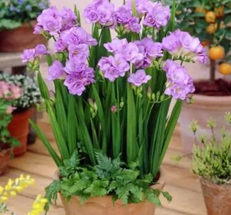 小蒼蘭球根保存