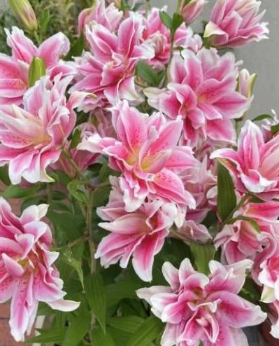 百合花顏色代表意義