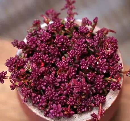 太陽花多肉植物 太陽花多肉植物