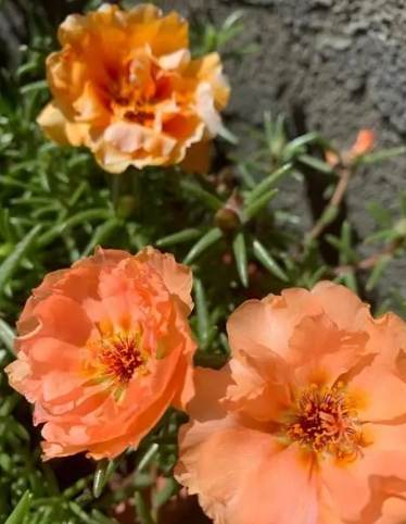 重瓣太陽花種植