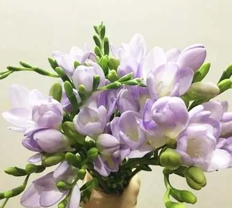 小蒼蘭養護技巧