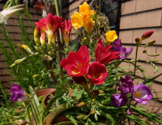 小蒼蘭種植技巧