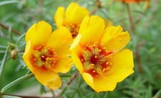 單瓣太陽花養護