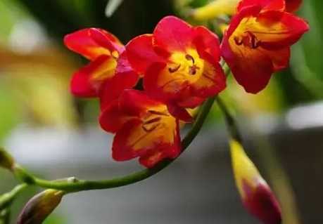 小蒼蘭球根保存