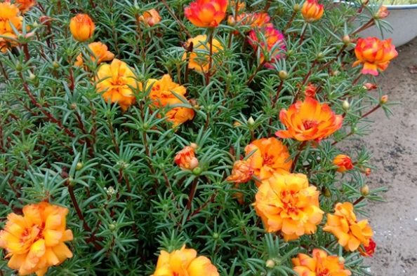 太陽花重瓣品種