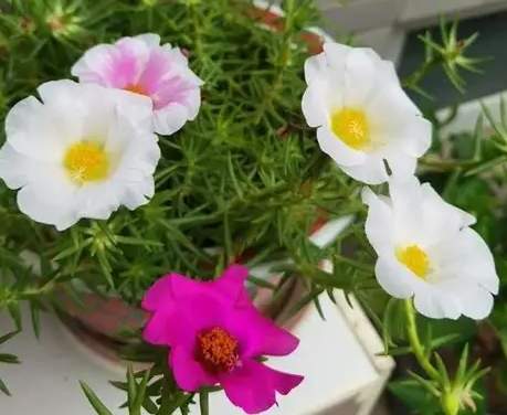 單瓣太陽花養護