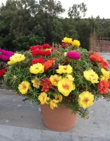 單瓣太陽花種植