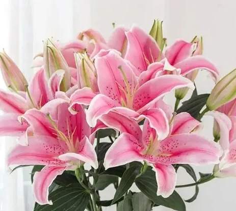 百合花顏色代表意義