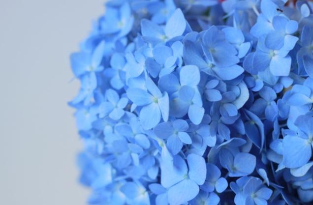 藍色花卉種類