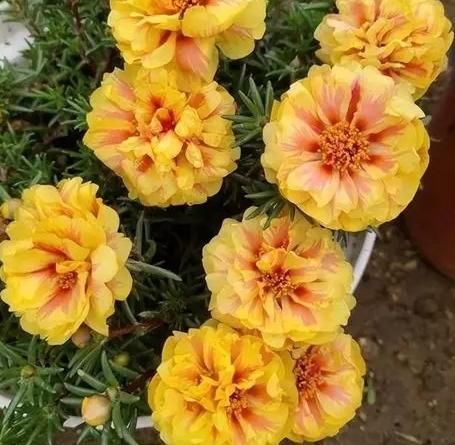 向日葵單瓣品種