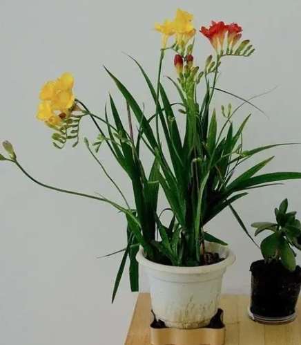 小蒼蘭花後處理